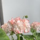 벵땅(vingt ans) 이미지