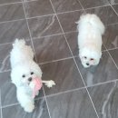 개미애견미용실 이미지