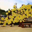 11월 15일 당진한진포구 전망대테크길&amp;국화도&amp;토끼섬 28주년 태마여행 이미지
