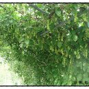 다람원3 네이버블로그