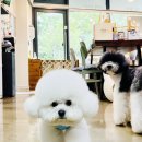 텐시퍼피 이미지