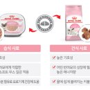 멍멍 앤 야옹 이미지