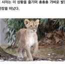 아기사자 이미지