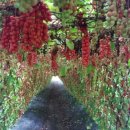 미자농장 이미지