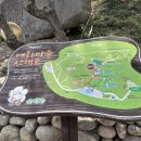 옐로카펫(매화마을 입구 앞) | [전남 봄꽃 여행] 광양매화마을 &amp; 구례산수유마을 방문기 (축제 끝난 후 3월24~25 개화 현황)