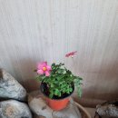 하이레드