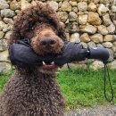 착한강아지 이미지