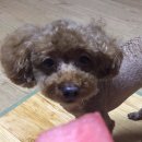 개똥이와냐옹이