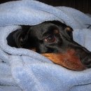 로얄동물메디컬센터 강동 이미지