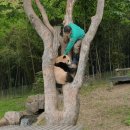 푸바오 어렸을때 강바오가 직접 나무에서 내려주는 영상.gif 이미지