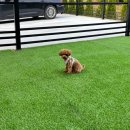 누리다 애견펜션 이미지