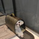 개똥이 애견샵 이미지