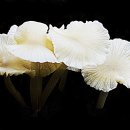 하얀버섯 이미지