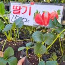 송미농장 이미지