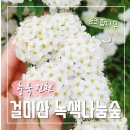 녹색길 | 진천여행 걸미산녹색나눔숲 이팝나무보고 공조팝나무까지 보고가세요