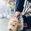 그루머웅 이미지