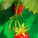 산수리농장 이미지