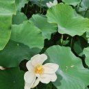대구 달성군 여름 꽃구경 | 남평문씨본리세거지(인흥마을) 연꽃 &amp; 능소화 명소