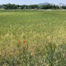 백곡천 | 진천 이팝나무길 | 5월 충북 드라이브 코스, 시골막국수 후기, 진천 당일치기 여행