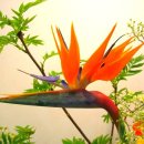 극락조화(極樂鳥花, Bird-of-paradise-flower) 이미지