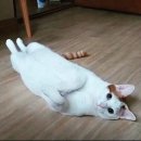 깡총