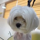 오늘도 해맑개 이미지