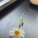 카페랭거