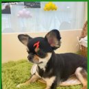 이끌리개 이미지