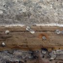 제주 서귀포층 패류화석 산지 이미지