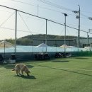 멍.슈슈 | 시흥 애견운동장 멍슈슈 애견카페 내돈내산