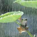 아름다운 우산 이미지
