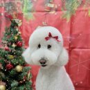 문형산길 | 경기광주미용 대형견목욕 플러스하트, 골든두들 스탠다드푸들 샴푸 후기