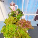 아이지전자 | 수경TIP♡4.내가 써본 가루양액