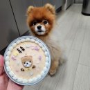 마시땡 | 강아지기념일케이크 마시땡 추천 ! 후츄가 너무 맛있게 먹은 후기