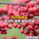 마가목 효능, 동의보감 기록의 오해와 정공등과의 결정적 차이