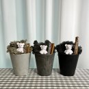 공기정화 편백 큐브 스칸디아 모스 미니화분 | 욤스네: 스칸디아모스 DIY
