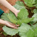 종합약국 이미지