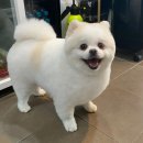 그루밍솔 이미지