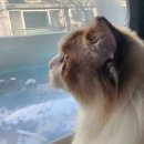 고양이호텔 윤집사 이미지