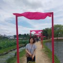 송미장 | 7백년 세월넘어 고려에서 와 부활한 아라홍련(阿羅紅蓮)을 보러 온 발걸음은 결코 헛되지 않았음이라...