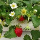 늘픔농장 | 목포 근교 딸기체험_영암 늘픔농원