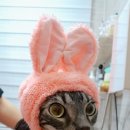 뜰안에냥 이미지