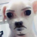 똥돼지 이미지
