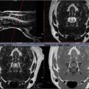 신탄진 동물병원 이미지