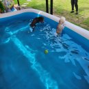 내서읍407 | 애견카페추천 : 뛰뛰하기좋은곳 포둥포둥 애견카페