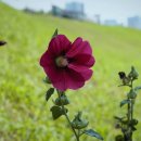 토성약국 이미지