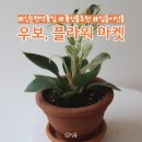 우보플라워마켓 이미지