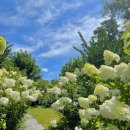 "한여름에 눈이 내린다면, 이런 풍경일까요?" 눈꽃 같은 수국이 피어나는 정원 이미지