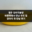 우리집 강아지 | 청주 강아지분양 바른펫에서 만난 우리 집 강아지 첫 만남 후기