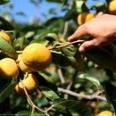 김종문농장 이미지